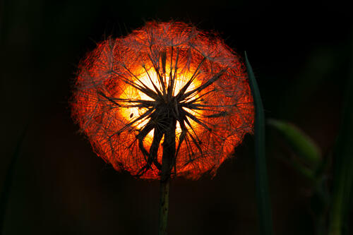 Dandelion Sunset